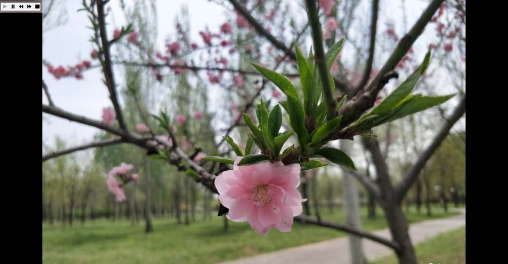 ACDSee怎么设置自动以幻灯片方式播放图片